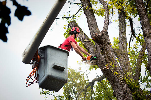 Residential Tree Removal in Blue Mound, IL